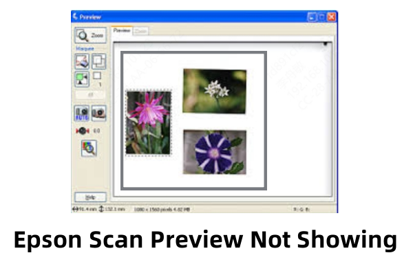 epson-scan-preview-not-showing